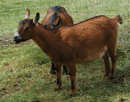 pregnant-goats