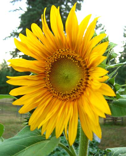 Black Oil Sunflower August 2010