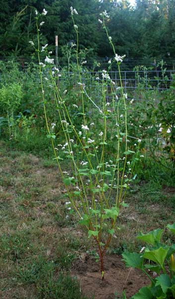 Buckwheat Wholeplant August 2010