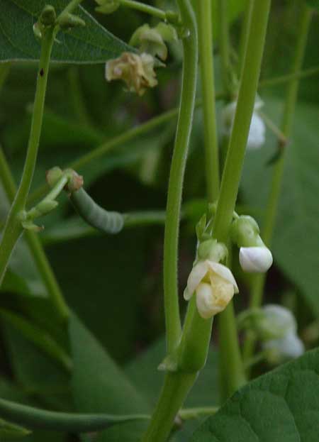 Calypso Dry Bean Flowers August 2010
