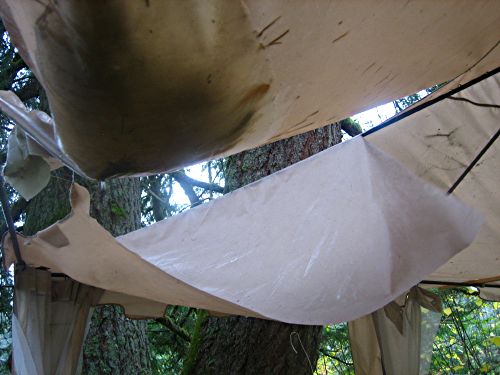 canopy close-up