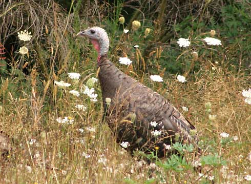Wild turkey in Cheshire, Oregon