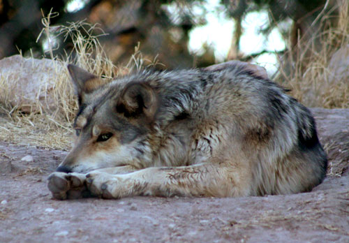 Living Desert State Park Zoo, Carlsbad, New Mexico - Wolf